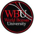 aprender bonsai - world bonsai university