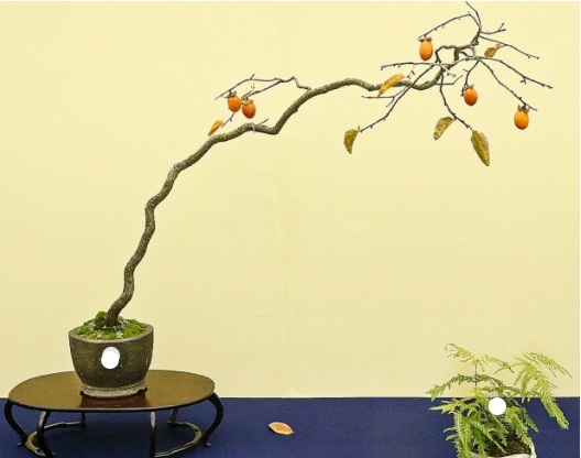 wabi sabi bonsai