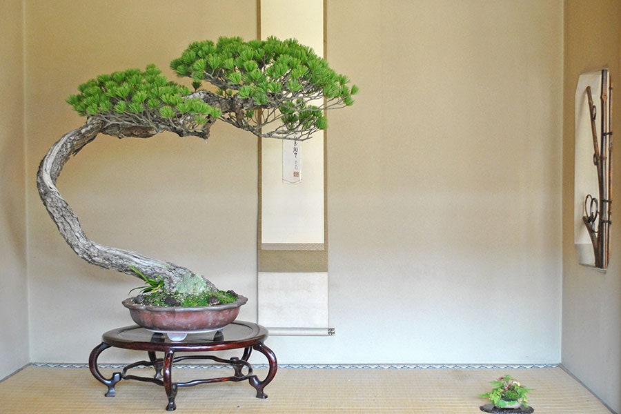 simplicidad bonsai