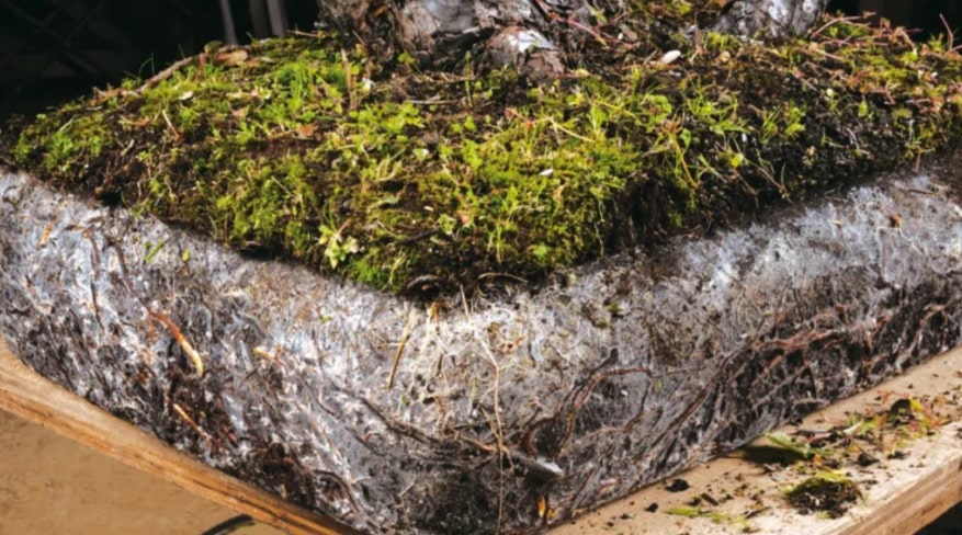 La relación de las micorrizas con el bonsái