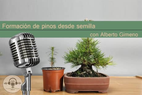Episodio 9 - Formación de pinos desde semilla - Con Alberto Gimeno