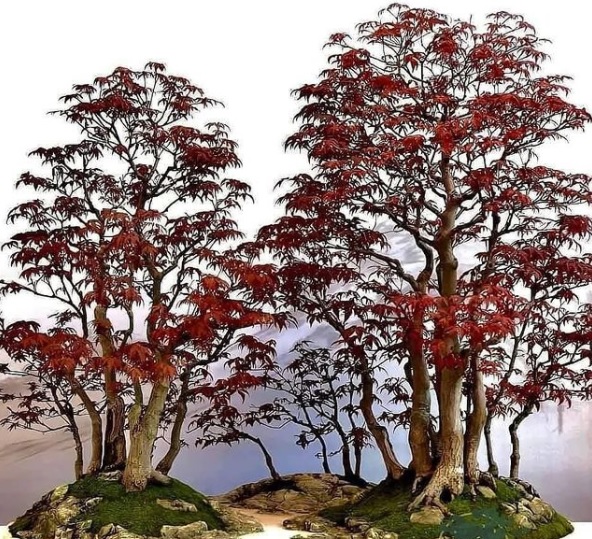 bosque bonsai 