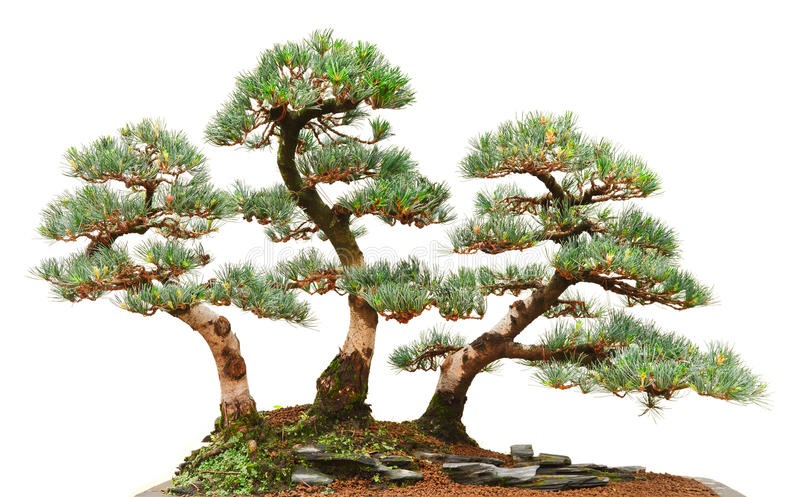 bosques en bonsai