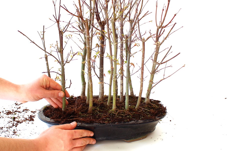 reglas para crear bosques en bonsai