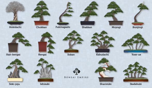 ▷ Herramientas bonsái ¡Todo sobre los BONSAI!