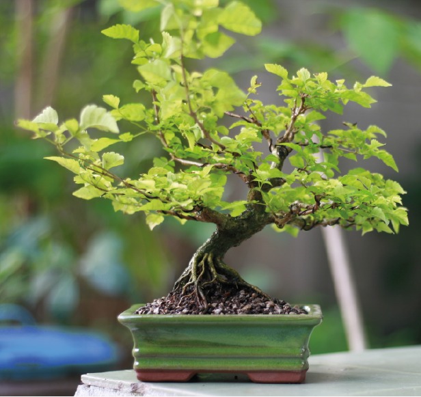 Las herramientas básicas para el cuidado del bonsái