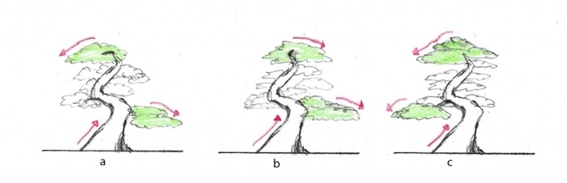 diseño de bonsai