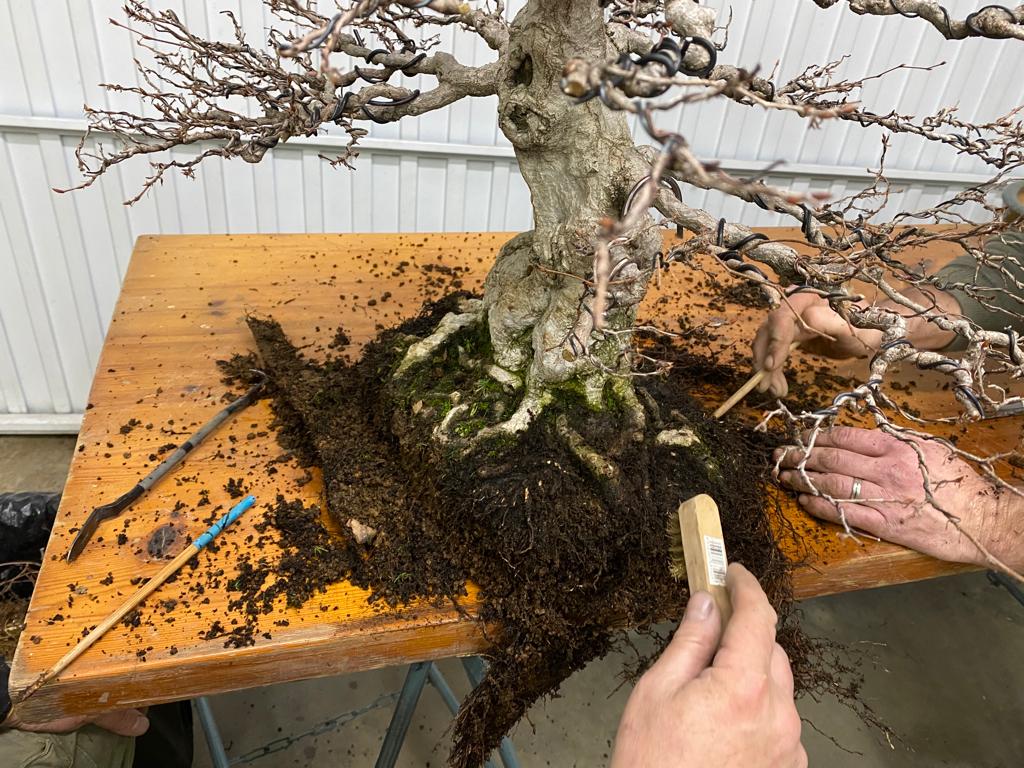 trasplantar un bonsai que debemos conocer