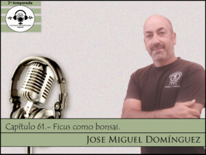 Capitulo #61 -Ficus como bonsái - Con Jose Miguel Domínguez