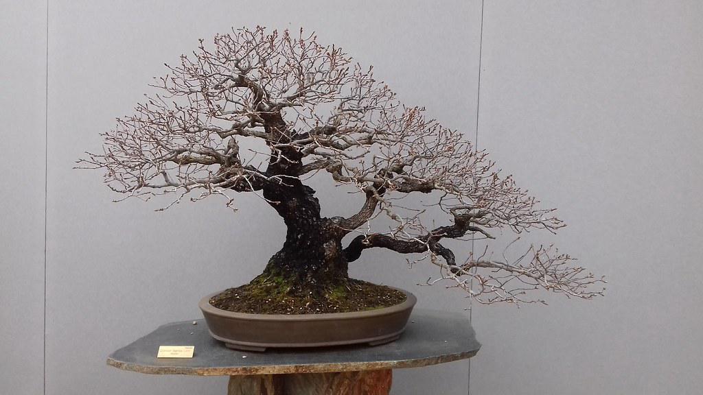 bonsai de roble quercus faginea
